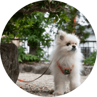 ペット連れ旅行に