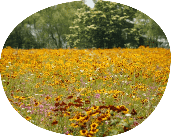 sightseeing-img ローザンベリー多和田